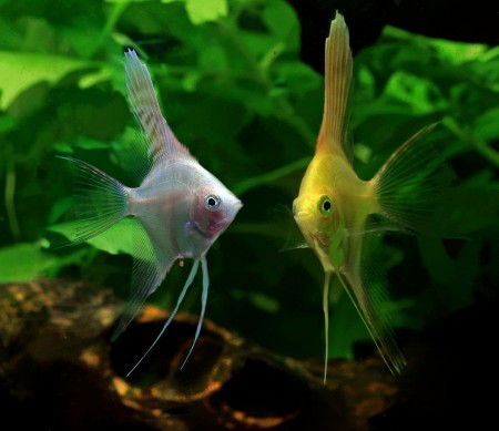 copyright R. Callewaert